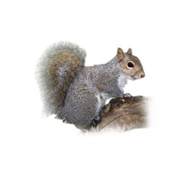 squirrels