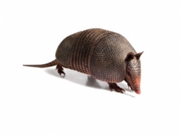 armadillos