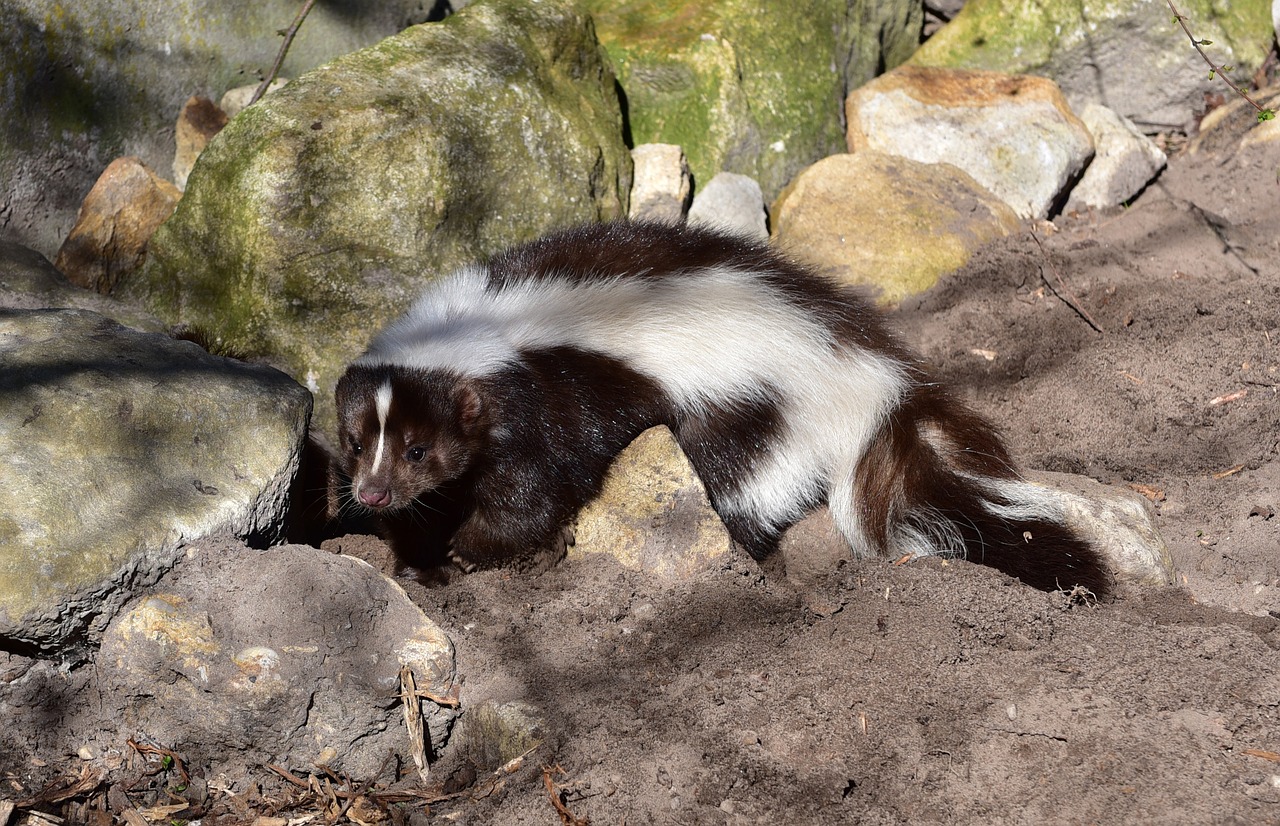 Skunk removal services in Springfield