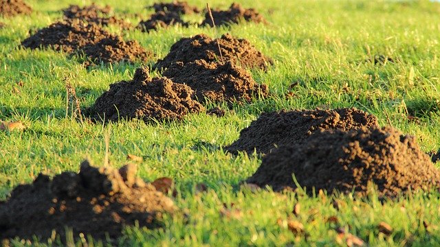 Molehills on Springfield property