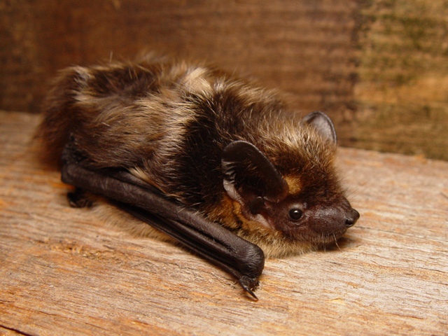 Bat control services in Springfield