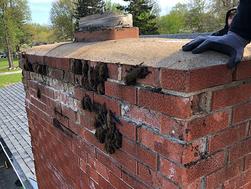Bats Clinging to Bricks on SW Missouri Chimney