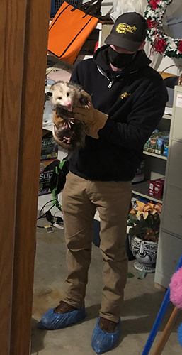 SW Missouri Technician Holding Opossum in Home