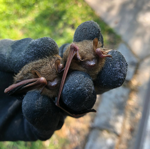 SW Missouri Technician Holding Two Small Brown Bats