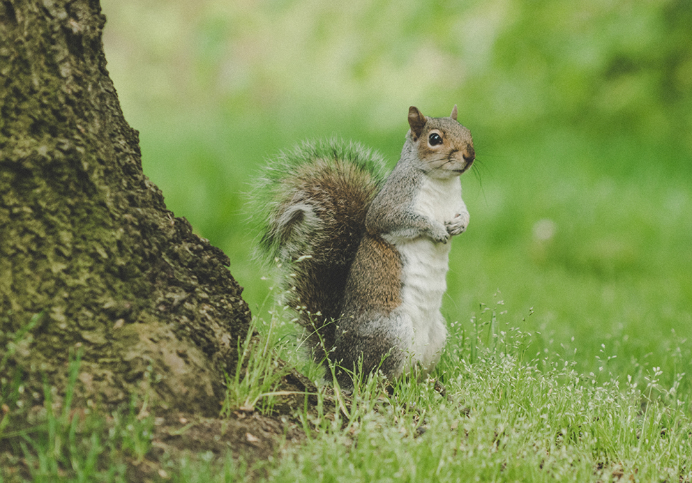 Squirrel Removal in Southwestern Missouri