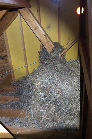 Bird Nest Material, Pile of Hay in Attic